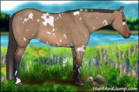 Horse Color:White Spotted Bay Dun