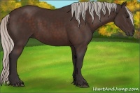 Horse Color:Silver Brown Sabino 