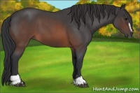 Horse Color:Brown Roan Sabino 