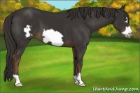 Horse Color:Liver Chestnut Frame 
