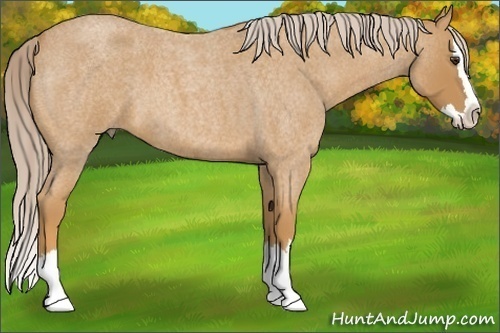 Horse Color:Palomino Roan Splash 