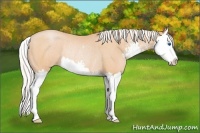 Horse Color:Silver Buckskin Pearl Sabino Splash Rabicano 