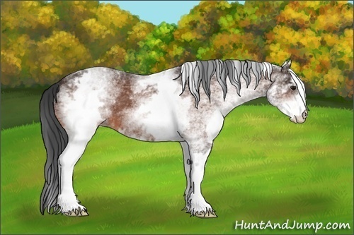 Horse Color: White Spotted Bay 