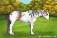 Horse Color:White Spotted Bay 