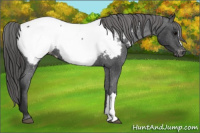 Horse Color:Brown Appaloosa 