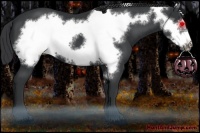 Horse Color:Black Frame 