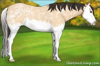 Horse Color:Buckskin Ice Roan Splash 