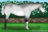 Horse Color:Silver Bay Chinchilla Roan 