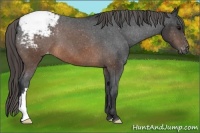 Horse Color:Brown Appaloosa 