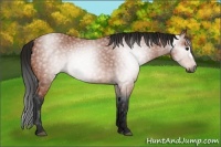 Horse Color:Gray Bay Rabicano 