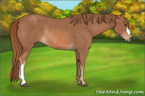 Horse Color: Chestnut Rabicano 