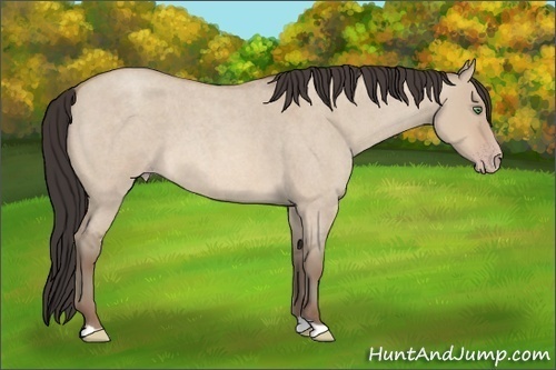 Horse Color: Sable Champagne Roan Dun 