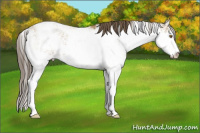 Horse Color:Classic Cream Champagne Sabino Rabicano