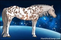 Horse Color:Bay Roan Appaloosa 
