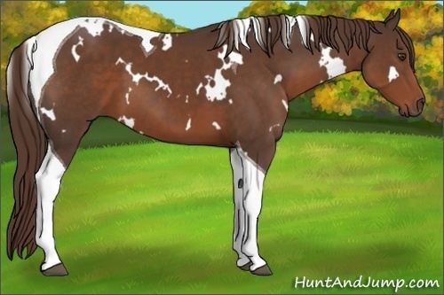 Horse Color: White Spotted Liver Chestnut Tobiano 