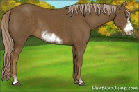 Horse Color:Chocolate Palomino Sabino Frame 