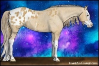 Horse Color:Buckskin Splash Blanket Rabicano 