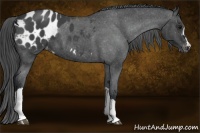 Horse Color:Blue Roan Appaloosa 