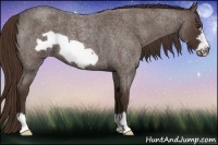 Horse Color:Liver Red Roan Frame 