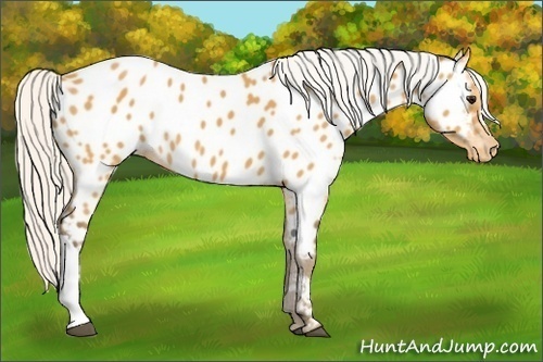 Horse Color:Silver Buckskin Appaloosa Rabicano 
