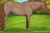 Horse Color:Red Roan 