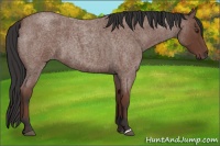 Horse Color:Bay Roan 