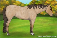 Horse Color:Buckskin Roan 