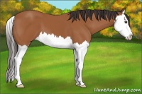 Horse Color:Bay Splash 