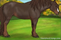 Horse Color:Liver Chestnut 