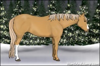 Horse Color:Palomino 