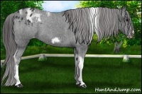 Horse Color:Black Tobiano Frame Appaloosa 