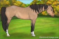 Horse Color:Bay Dun Sabino 