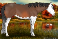 Horse Color:Bay Splash 