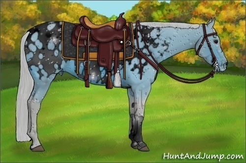 Horse Color:ERROR: UNKNOWN ANOMALY