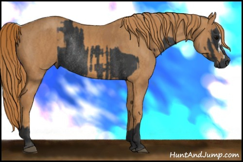 Horse Color: Brown Rabicano  Brindle