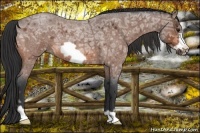 Horse Color:Bay Ice Roan Frame 