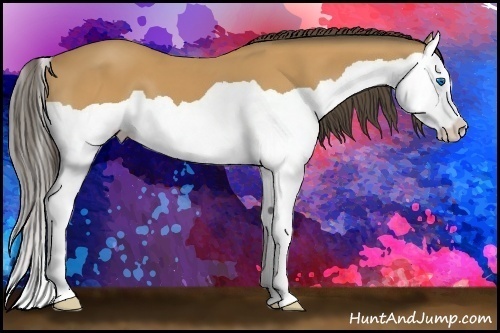 Horse Color: Buckskin Splash 
