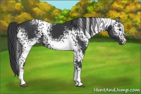 Horse Color:White Spotted Black 