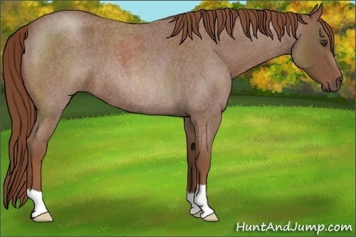 Horse Color: Red Roan 