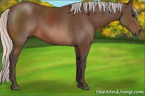 Horse Color: Silver Brown 