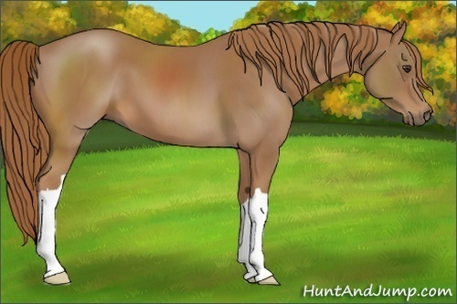 Horse Color: Chestnut 