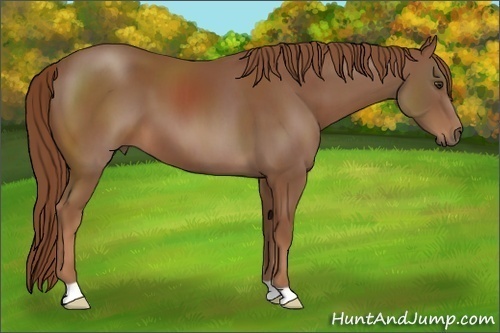 Horse Color: Chestnut 