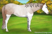 Horse Color:Chestnut Splash Rabicano 