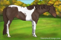 Horse Color:Liver Chestnut Tobiano 