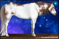 Horse Color:White Spotted Liver Chestnut Splash Frame 