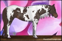 Horse Color:White Spotted Liver Chestnut Tobiano 