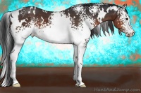 Horse Color:White Spotted Brown 
