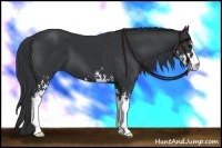 Horse Color:Black Sabino