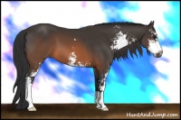 Horse Color:Brown Sabino