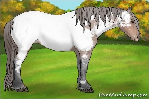 Horse Color: Bay Near Fewspot 